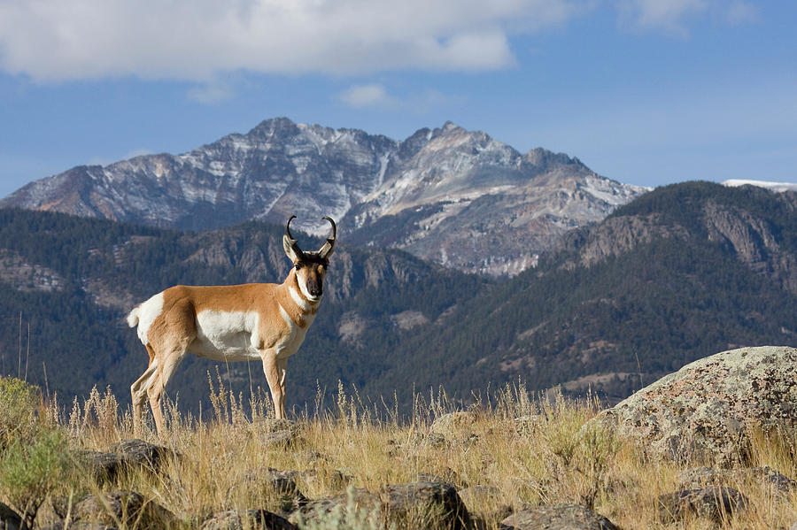 Yellowstone National Park Photograph - Pronghorn Antelope Buck, Electric Peak by Ken Archer
