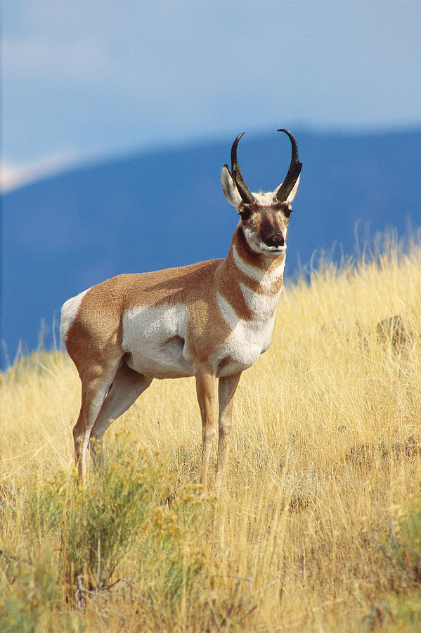 Pronghorn Antelope Photograph by Craig K. Lorenz