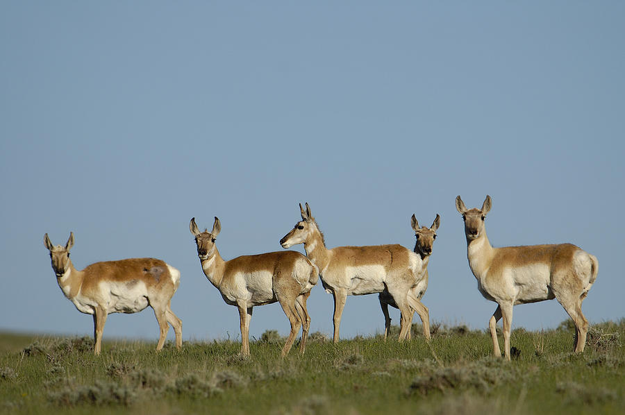 Pronghorn Antelope Herd Wyoming Photograph by Pete Oxford