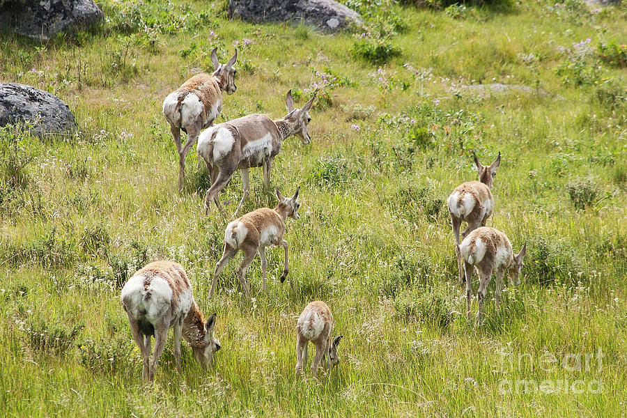 Pronghorn Antelope in Lamar Valley Photograph by Belinda Greb