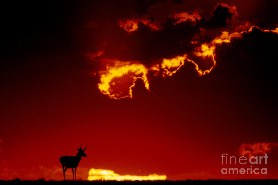 Pronghorn Antelope In Sunset Photograph by Mark Newman