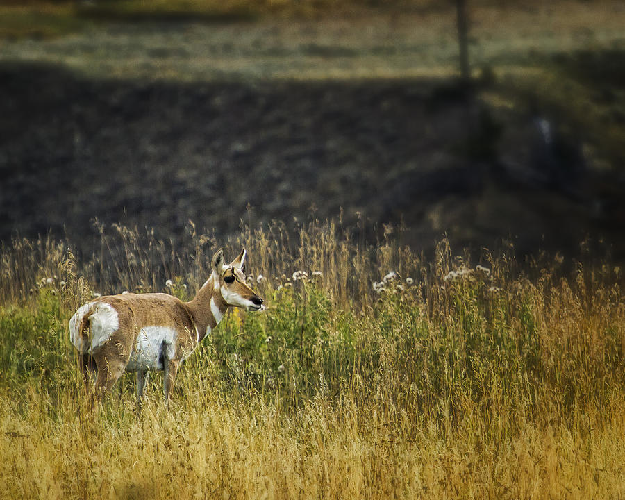 Pronghorn Antelope No. 1 - Yellowstone Photograph by Belinda Greb
