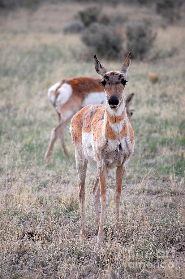 Pronghorn Antelope Pair Photograph by Debra Thompson