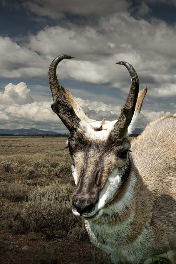 Pronghorn Antelope Portrait Photograph by Randall Nyhof
