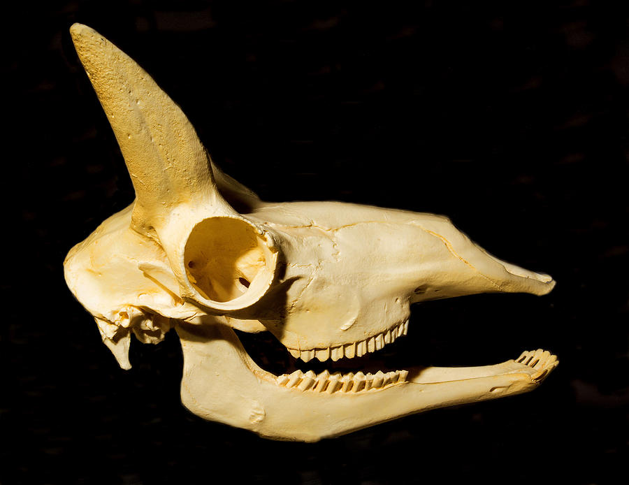 Pronghorn Antelope Skull Photograph by Millard H. Sharp