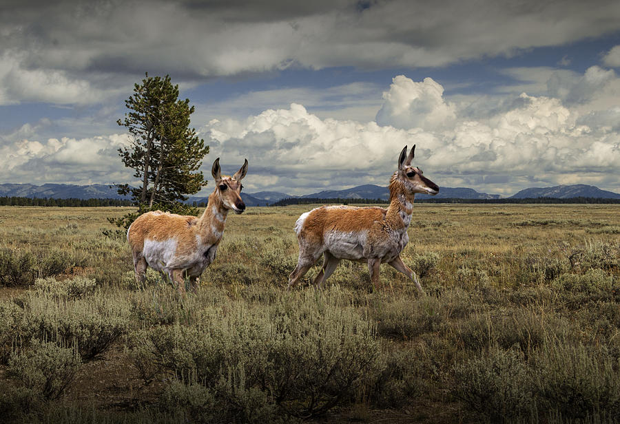 Pronghorn Antelopes Photograph by Randall Nyhof