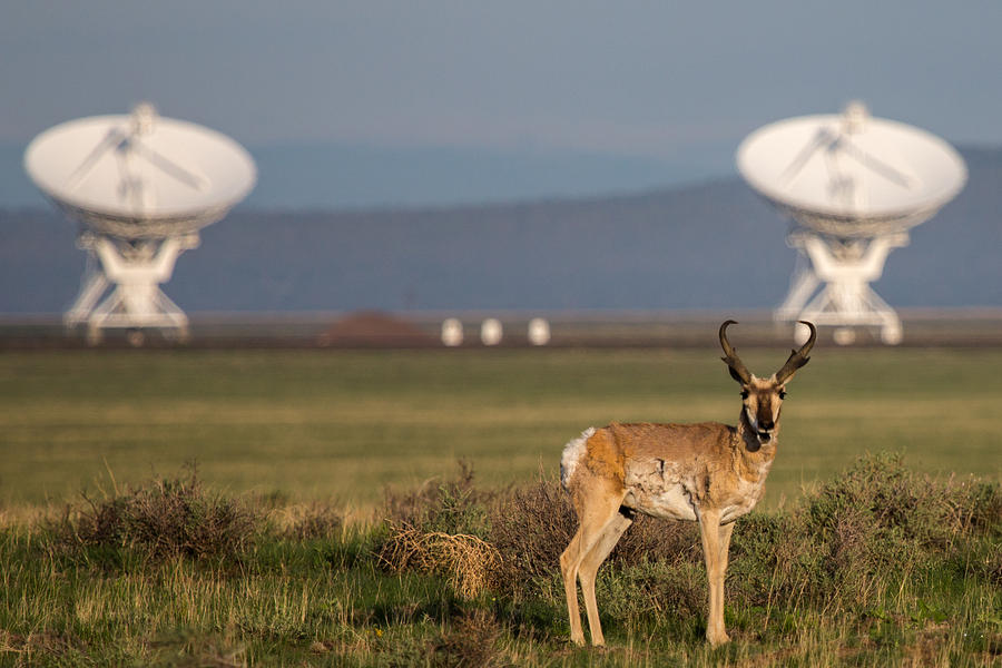 Pronghorn at the VLA Photograph by John Daly