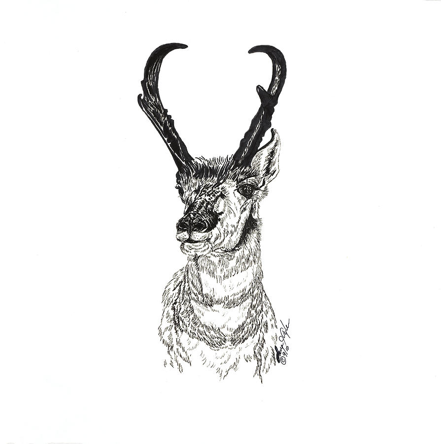 Pronghorn Buck Drawing by Lana Tyler
