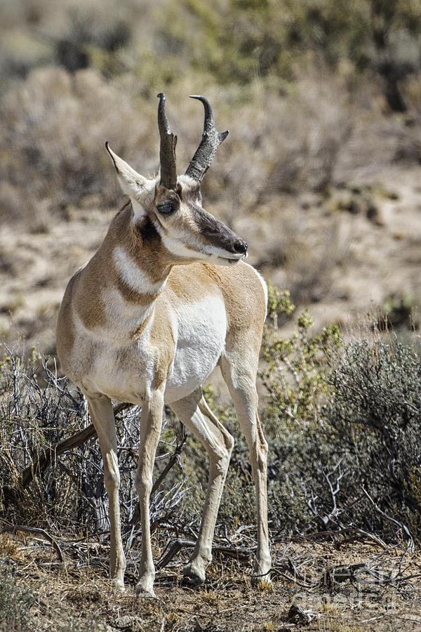 Pronghorn Buck Photograph by Ronald Lutz