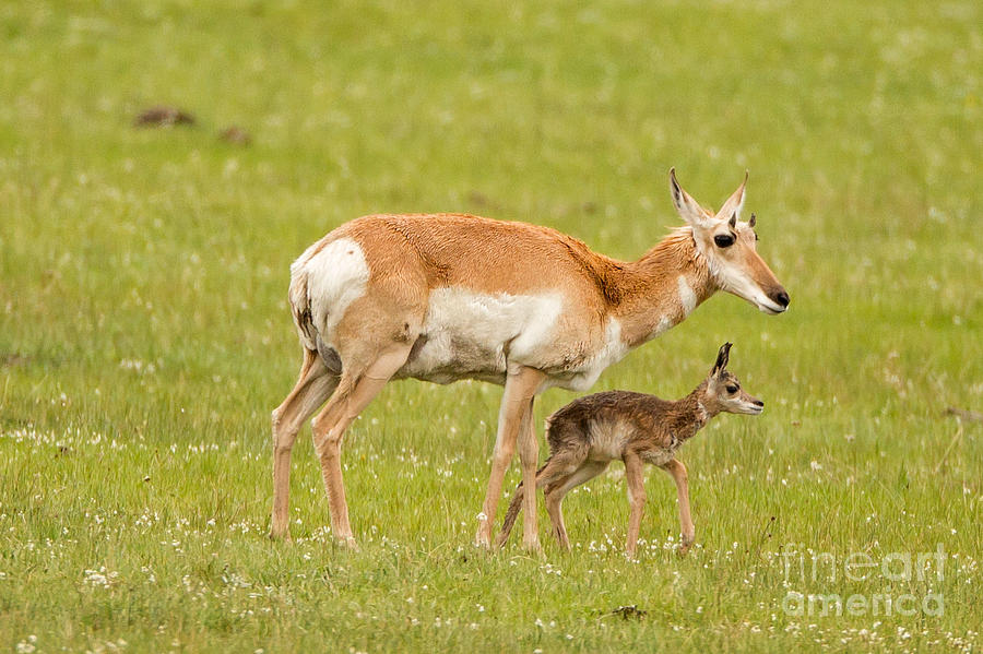 Pronghorn Calf and Mom Photograph by Natural Focal Point Photography