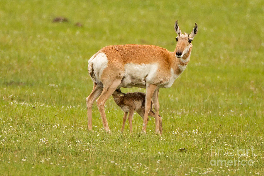 Pronghorn Calf Feeding Photograph by Natural Focal Point Photography