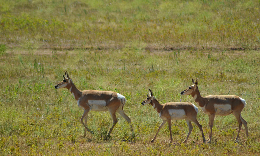 Pronghorn Photograph by Greni Graph