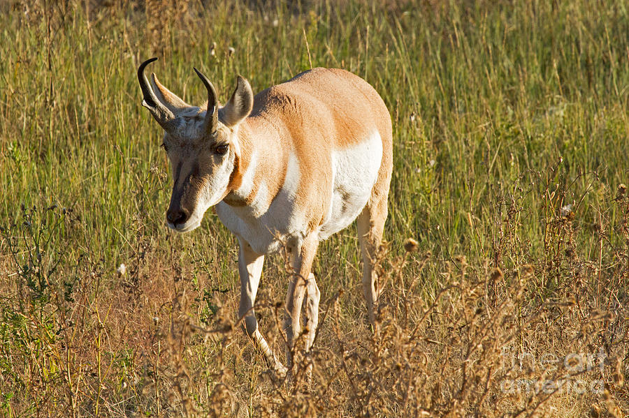 Pronghorn Photograph by Fred Stearns