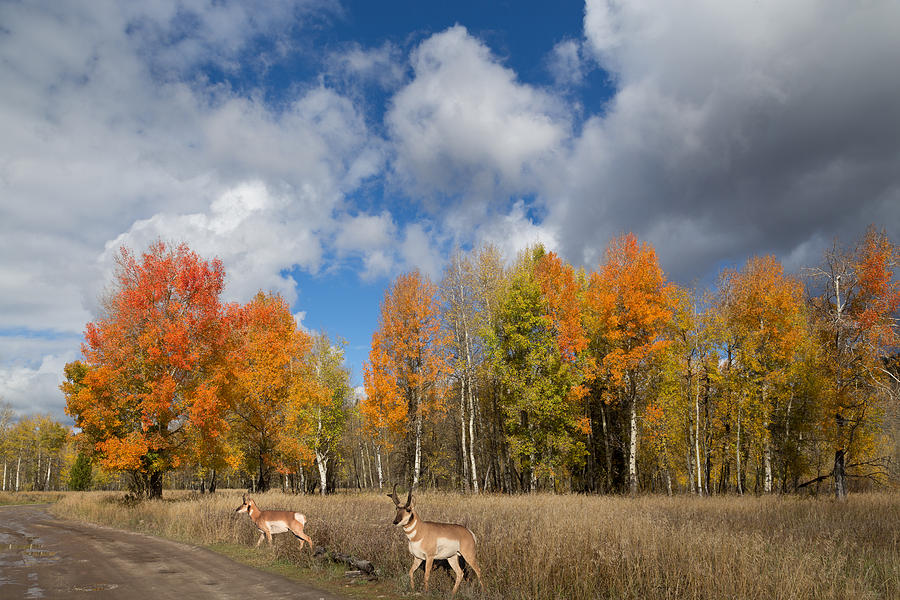 Pronghorn In Autumn Photograph
