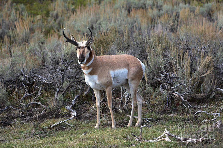 Pronghorn Photograph by John Greco