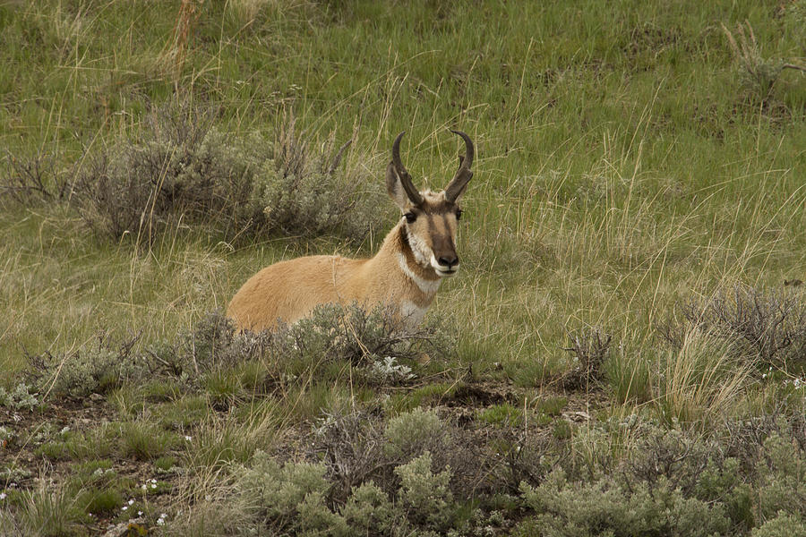 Pronghorn Male Photograph by Jack R Perry