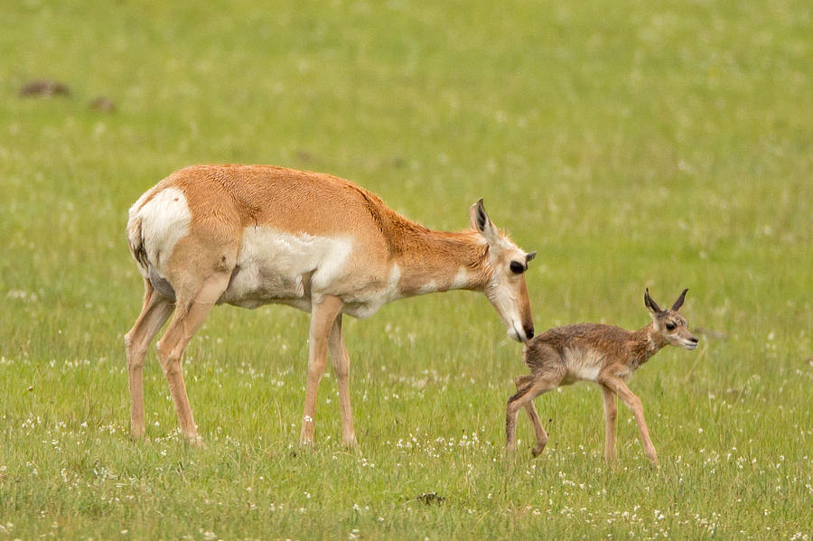 Pronghorn Newborn Photograph by Natural Focal Point Photography