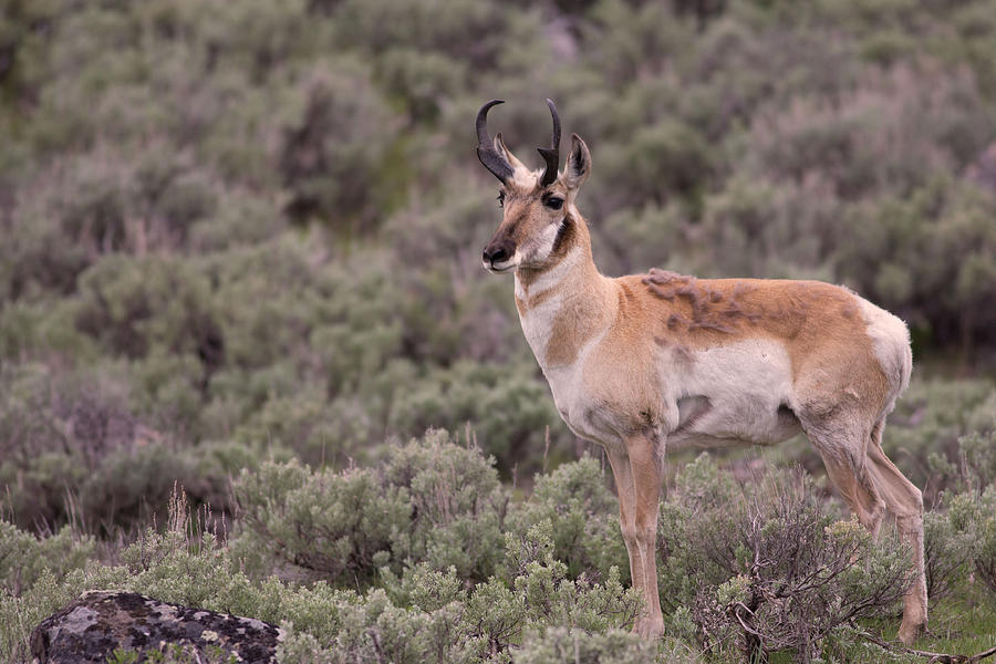 Pronghorn on the Prairie Photograph by Natural Focal Point Photography