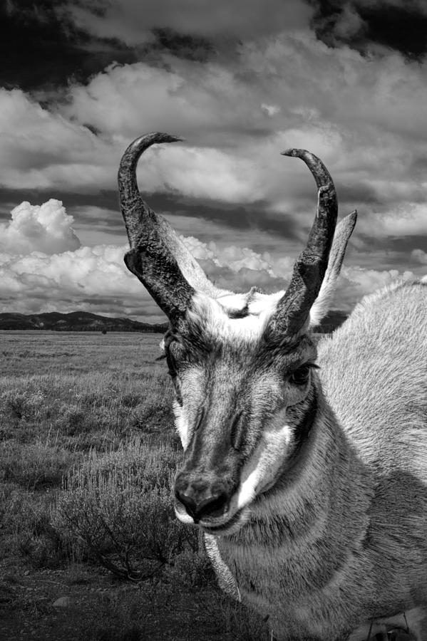 Yellowstone National Park Photograph - Pronghorn on the Prairie by Randall Nyhof