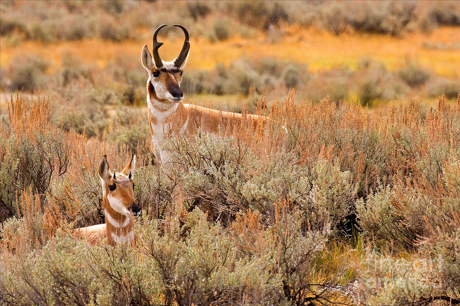 Pronghorn Pair Photograph by Aaron Whittemore