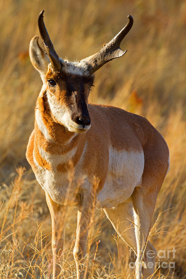 Pronghorn Photograph by Aaron Whittemore