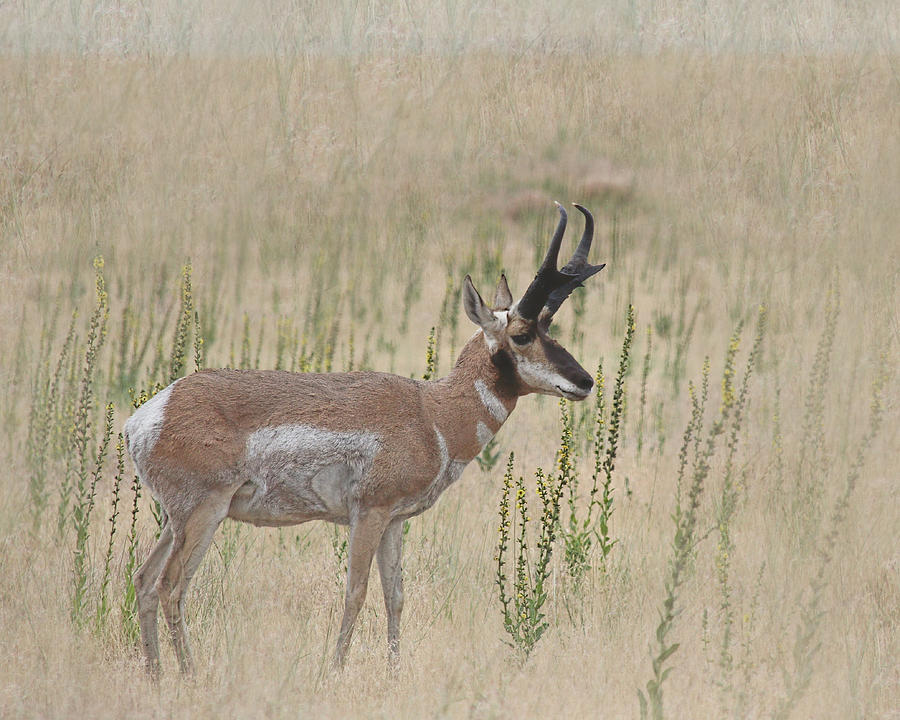 Pronghorn Profile Textured Photograph by Jemmy Archer