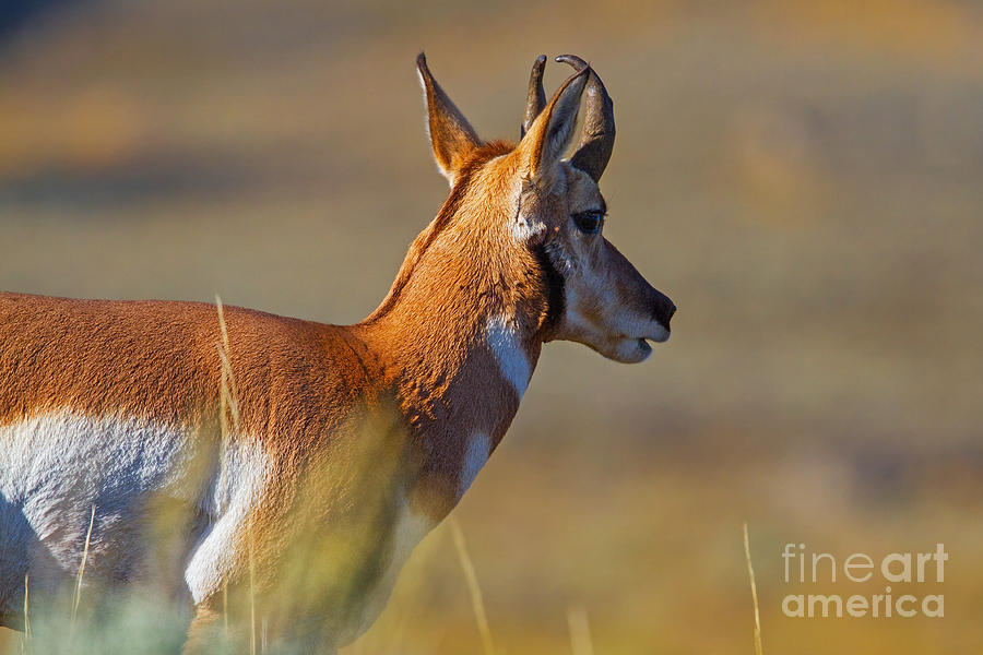 Pronghorn Standoff-1 Photograph by Gary Holmes