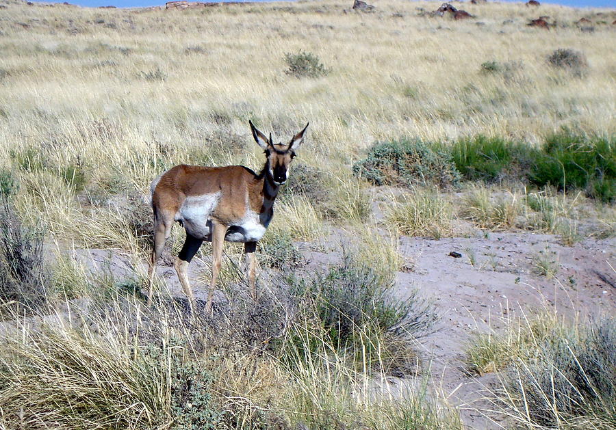 Pronghorn Photograph by Susan Woodward