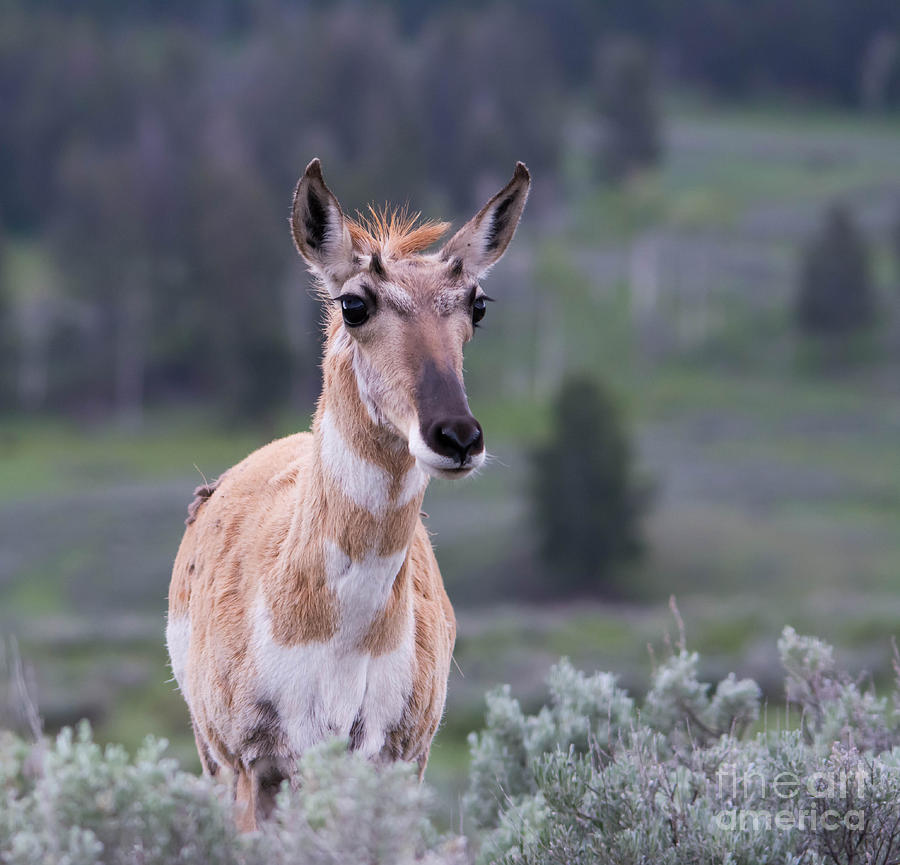 Pronghorn - Yellowstone National Park Photograph by John Greco