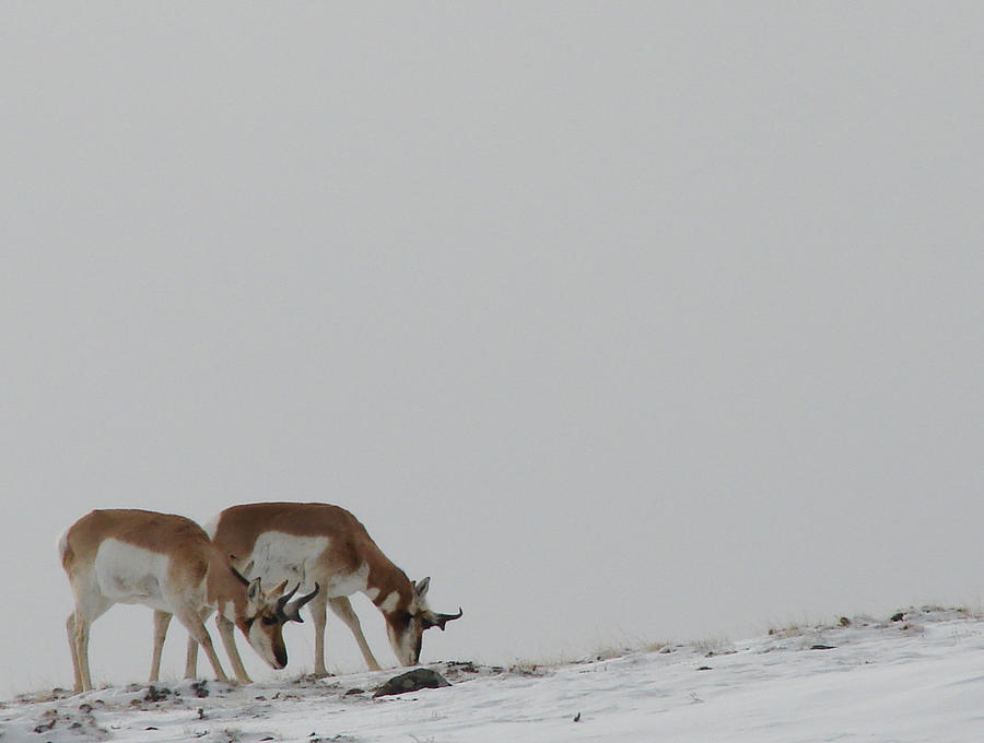 Pronghorns Photograph by Carl Moore
