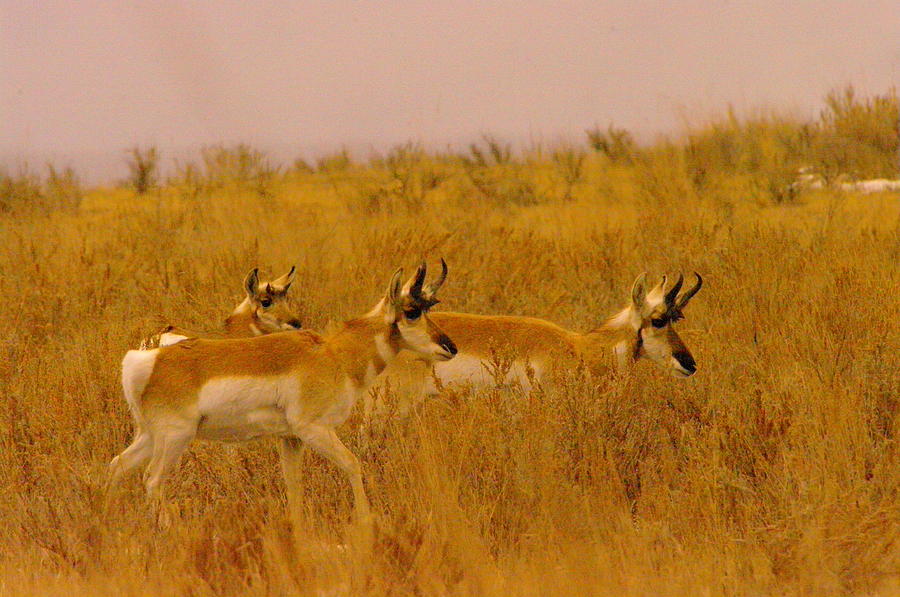 Wildlife Photograph - Pronghorns On The Move by Jeff Swan