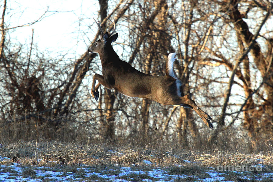 Pronking Buck Photograph by Butch Lombardi