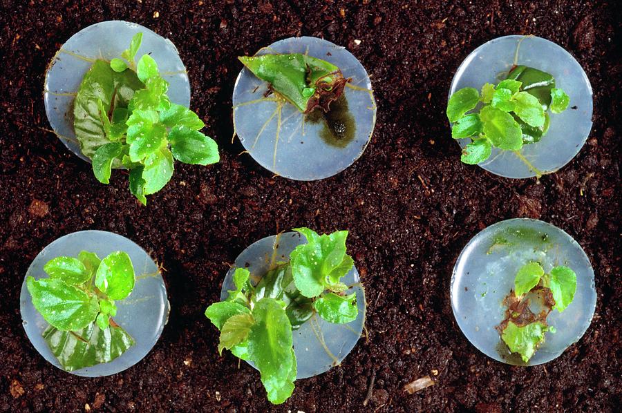 Propagation Of Begonias Photograph by Brian Bowes/science