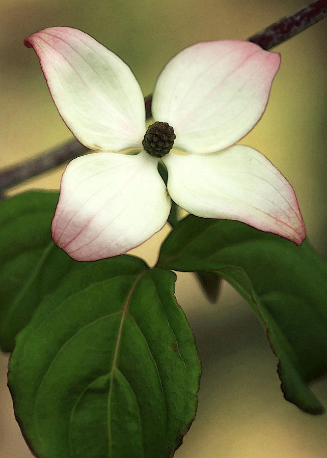 Nature Photograph - Prospector Dogwood by Amy Neal