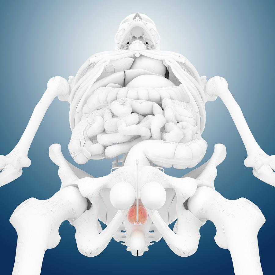 Skeleton Photograph - Prostate Gland by Springer Medizin