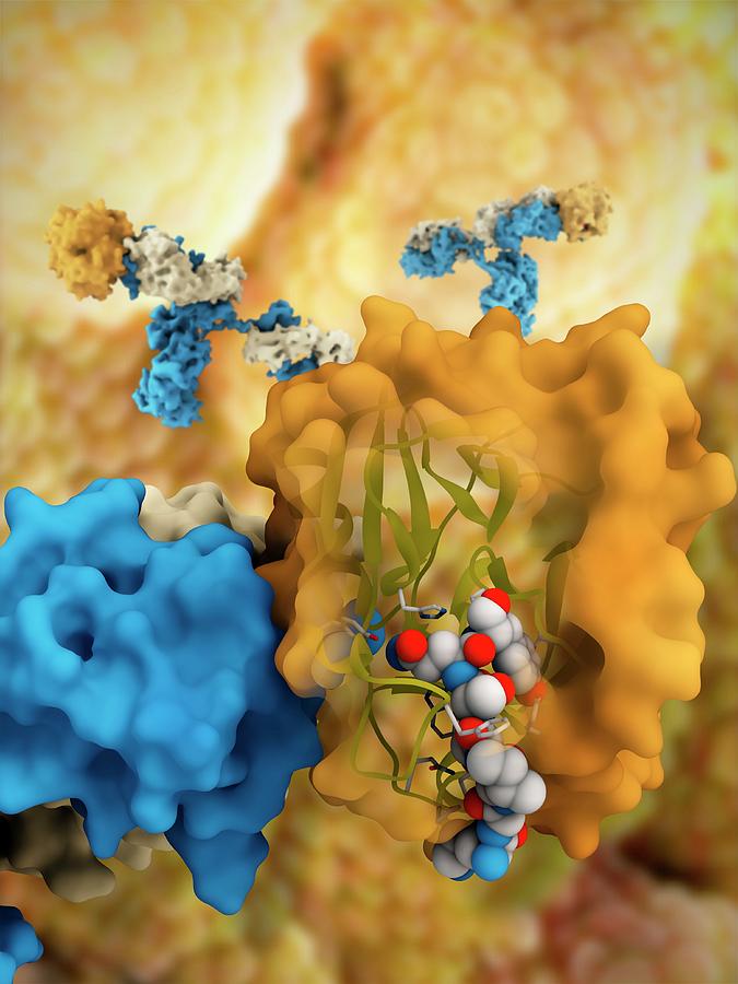 Prostate-specific Antigen Complex Photograph by Ramon Andrade 3dciencia ...