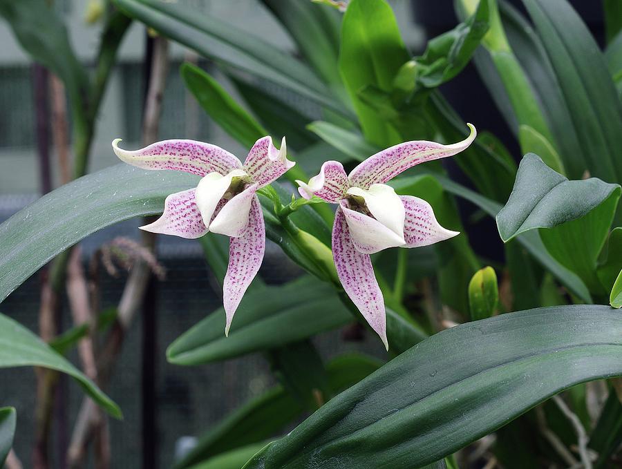 Prosthechea Orchid (prosthechea Garciana) Photograph By Neil Joy - Fine ...