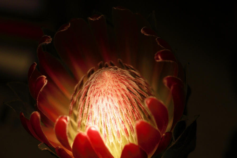 Abstract Photograph - Protea Flower 2 by Rebecca Cozart
