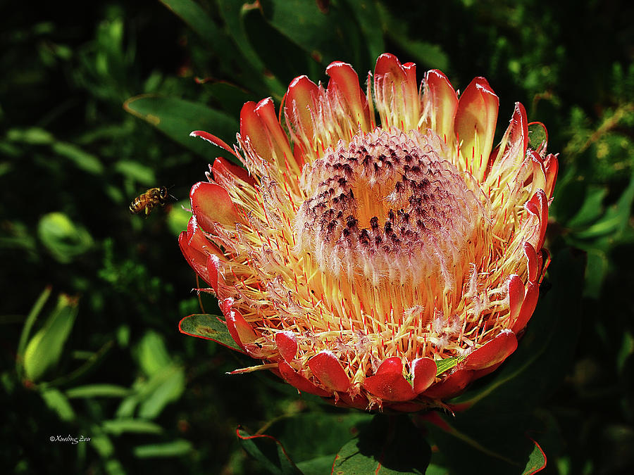 Flower Photograph - Protea Flower 2 by Xueling Zou