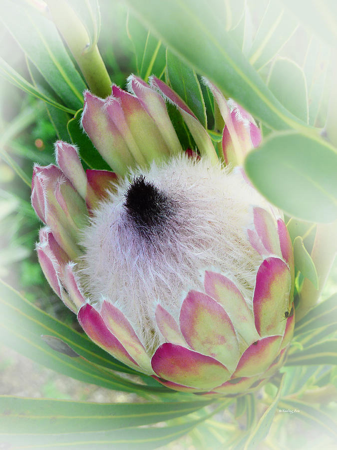 Protea Flower 6 Photograph by Xueling Zou