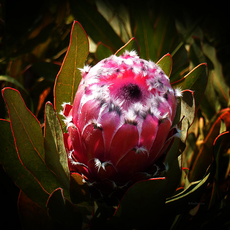 Protea Flower 7 Photograph by Xueling Zou