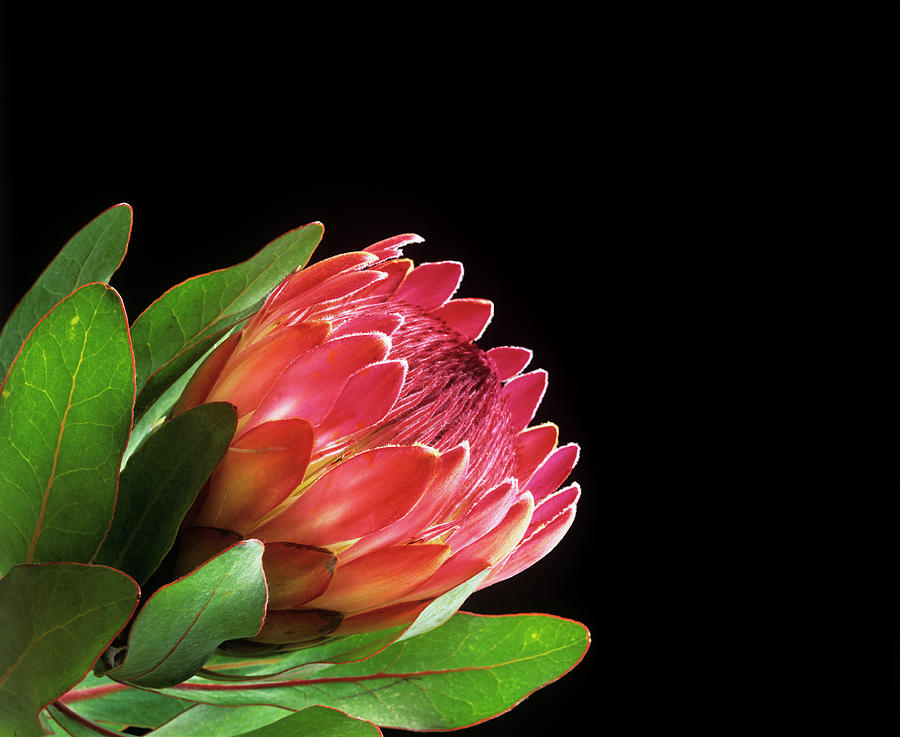 Protea Flower Photograph by Andrew Ackerley/science Photo