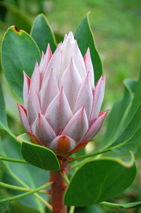 Protea Flower Blossoming Photograph by Amy Fose