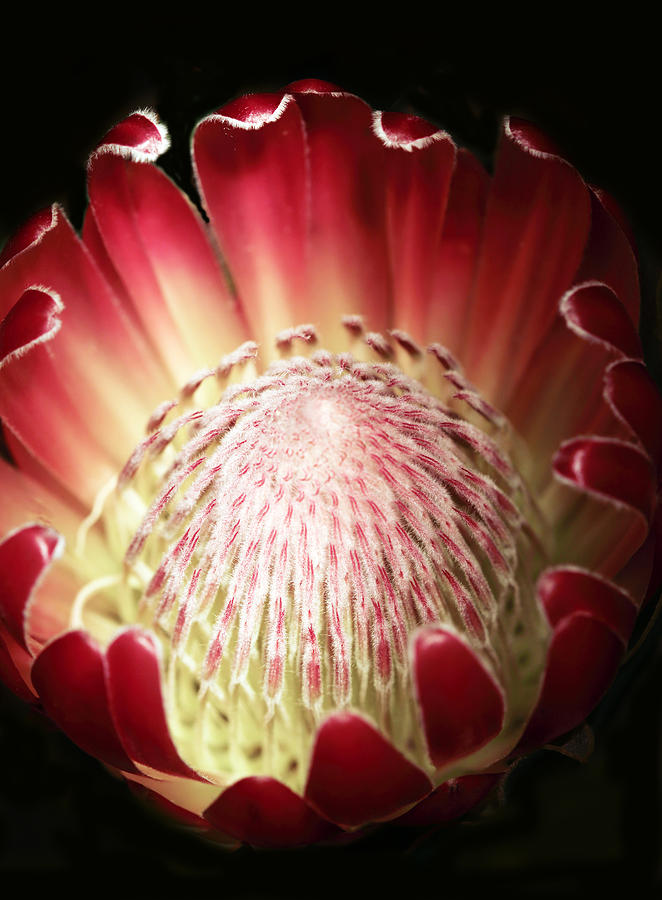 Abstract Photograph - Protea Flower by Rebecca Cozart