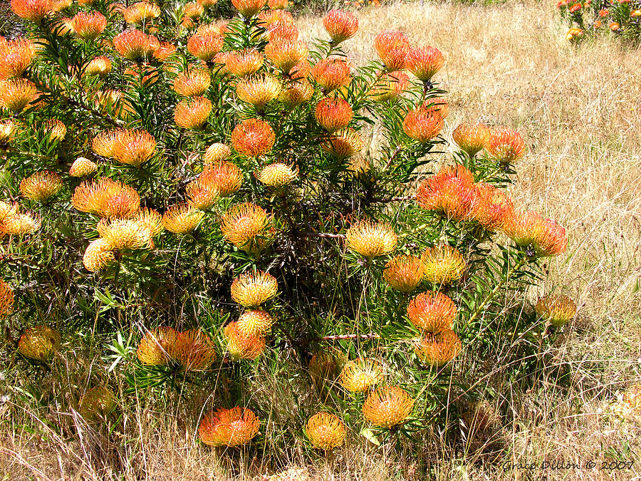 Protea Photograph by Grace Dillon | Fine Art America