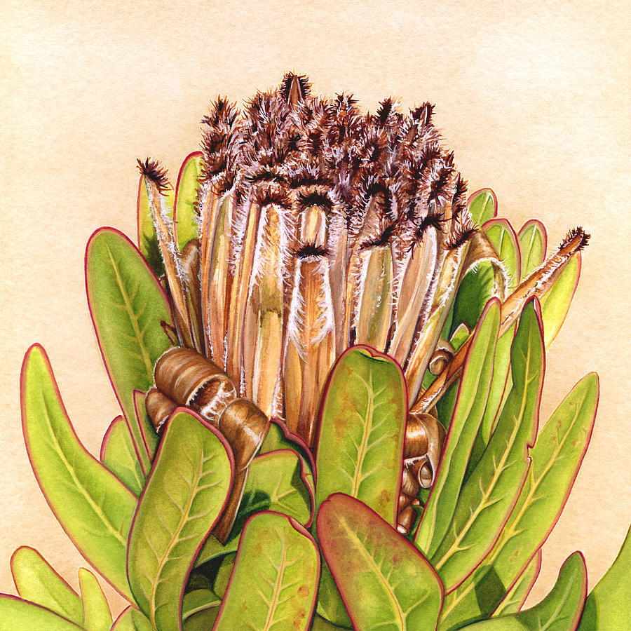 Protea Painting - Protea In Autumn by Suzannah Alexander Protea Painting - Protea In Autumn by Suzannah Alexander