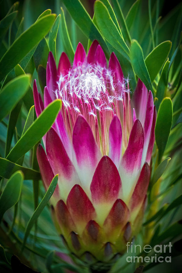 Nature Photograph - Protea in Pink by Kate Brown