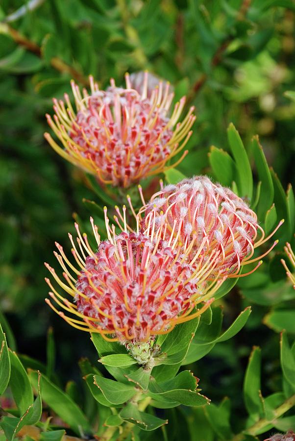 Protea (leucospermum Cordifolium) Photograph by Adrian Thomas - Fine ...