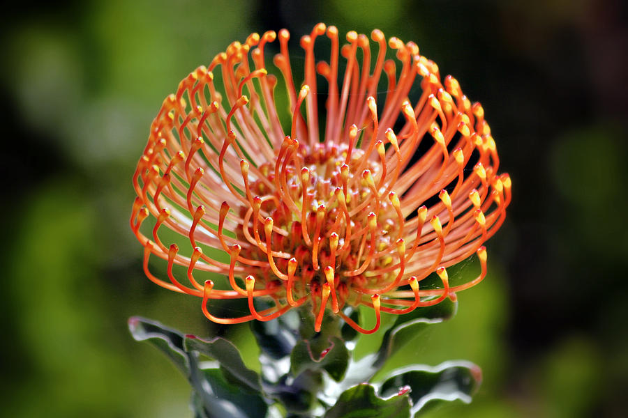 Protea - One of the Oldest Flowers on Earth Photograph by Alexandra Till