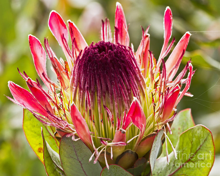 Protea Sugarbush Photograph by Kate Brown